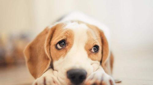 大白狗吃瓜视频,萌态十足，网友直呼可爱爆表！