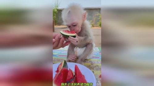搞笑视频吃瓜像猴,吃瓜群众化身猴王，上演“吃瓜像猴”喜剧秀