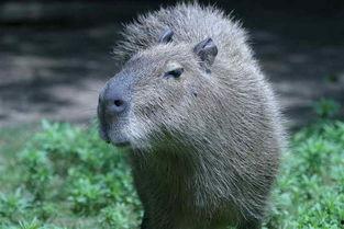 水豚吃瓜记视频,水豚欢乐吃瓜大作战