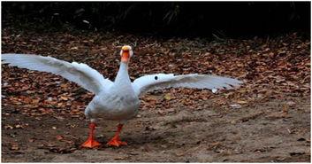 看戏吃瓜大白鹅视频,大白鹅的欢乐日常