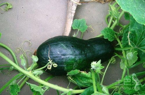 老鼠吃佛手瓜种苗视频大全,趣味视频大盘点