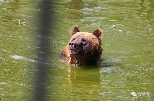 动物吐槽吃瓜视频大全,揭秘动物吐槽吃瓜视频大全