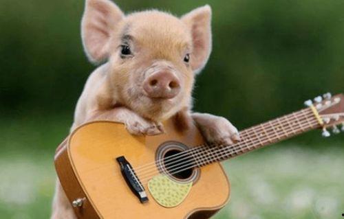 粉色的猪吃瓜视频在线,趣味视频背后的故事