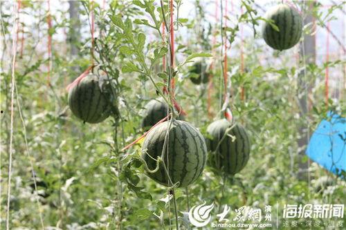 五一节吃瓜视频,揭秘热门事件背后的真相