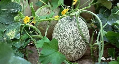 给小哥吃口哈密瓜视频