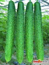 吃刺瓜搞笑视频素材大全,搞笑视频素材大全带你笑翻天