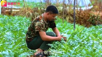 黄色瓜怎么吃最好吃呢视频,视频教你如何吃出最佳口感