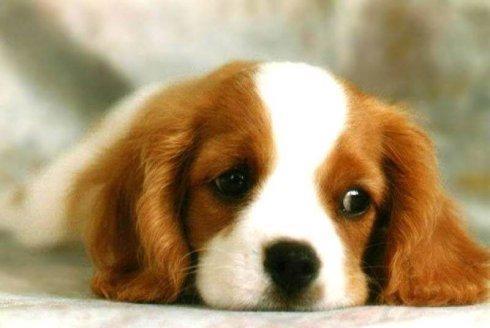 坏瓜能给狗吃嘛视频讲解,坏瓜是否适合狗狗食用？视频讲解带你了解真相